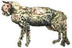 cat_corpse