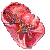 part_spleen_rat_quest
