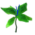 water_chrysanthemum